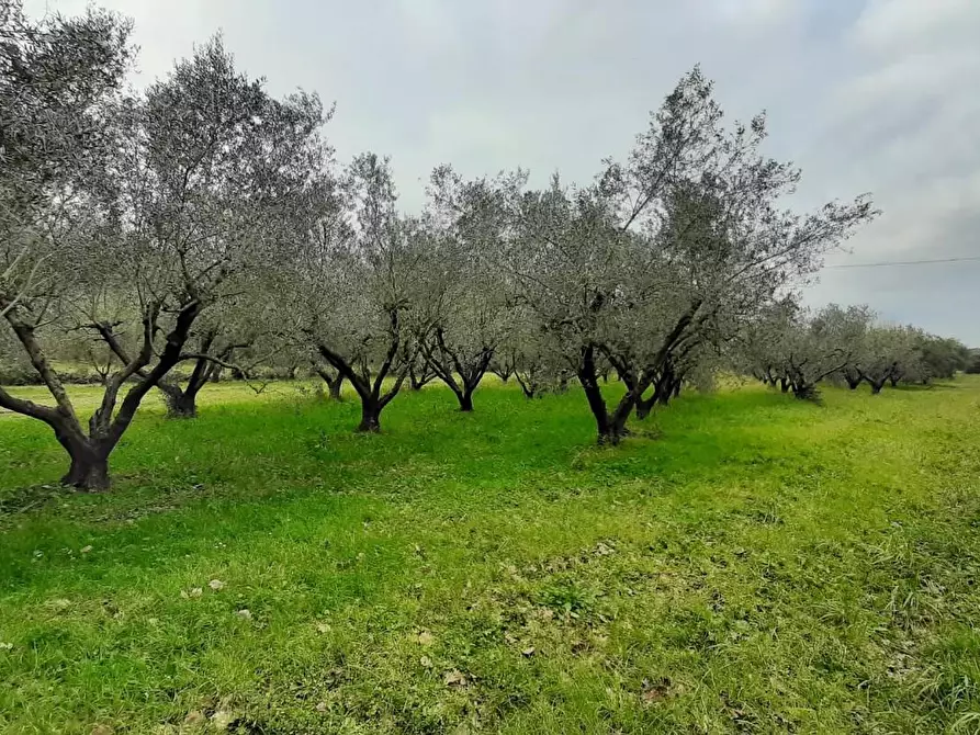 Immagine 1 di Terreno agricolo in vendita  a Cecina