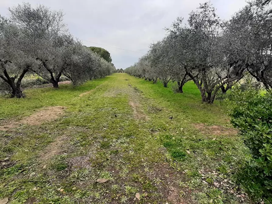 Immagine 6 di Terreno agricolo in vendita  a Cecina