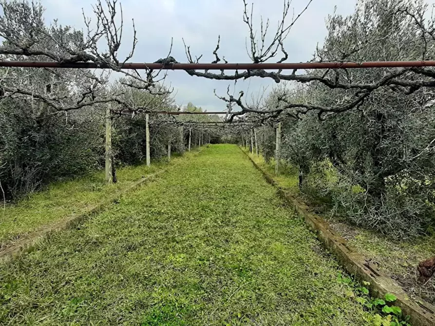 Immagine 7 di Terreno agricolo in vendita  a Cecina