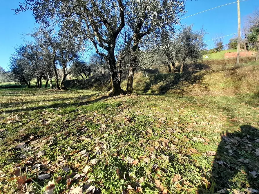 Immagine 1 di Terreno agricolo in vendita  a Montecarlo