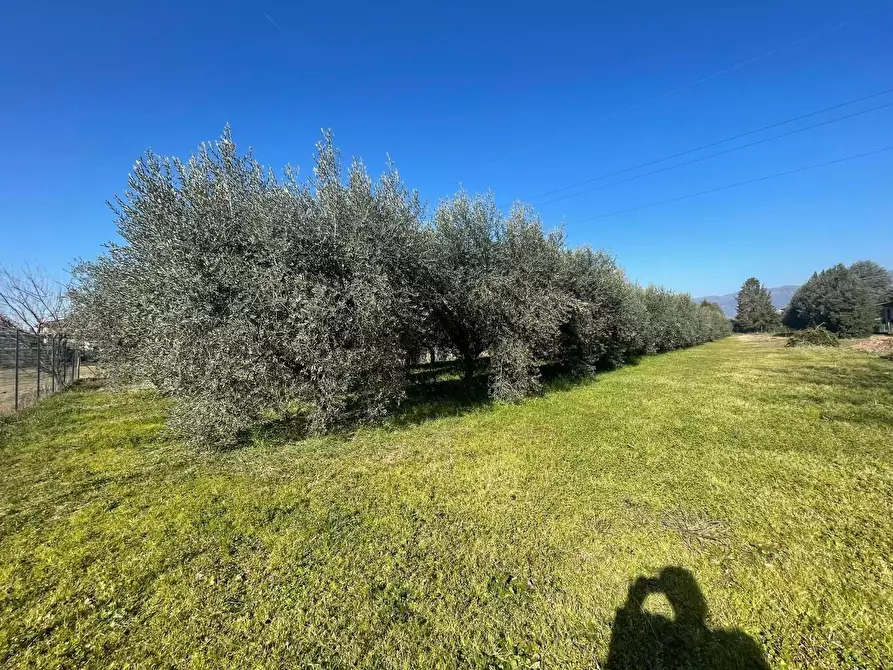 Immagine 2 di Terreno agricolo in vendita  a Capannori