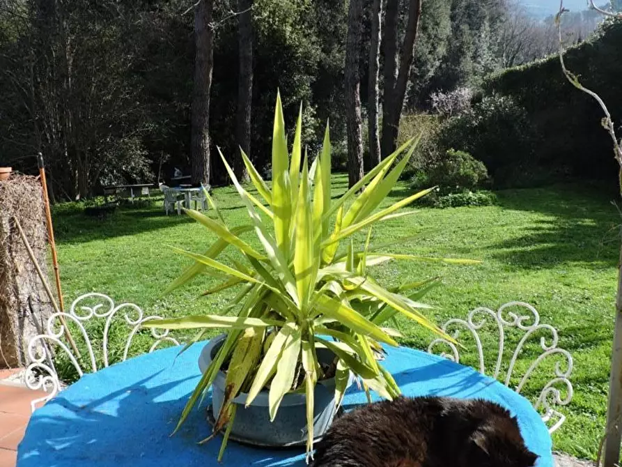 Immagine 5 di Rustico / casale in vendita  a Calci