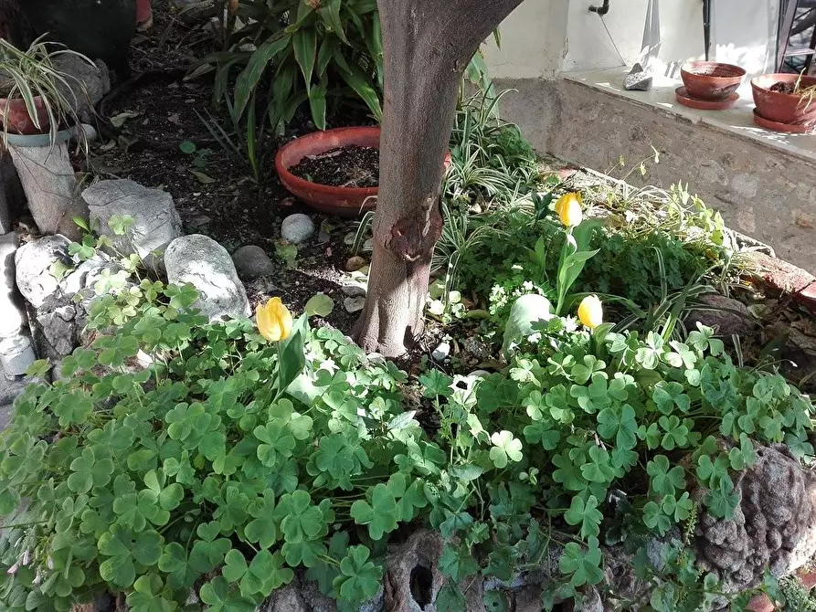 Immagine 16 di Locale commerciale in vendita  a Portovenere