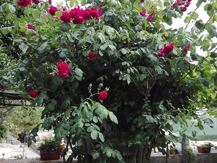 Immagine 6 di Locale commerciale in vendita  a Portovenere