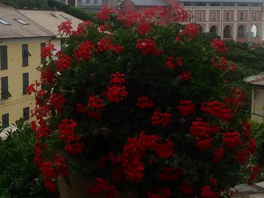 Immagine 32 di Locale commerciale in vendita  a Portovenere