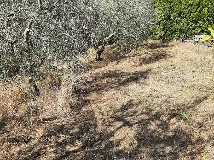 Immagine 12 di Terreno agricolo in vendita  a Casciana Terme Lari