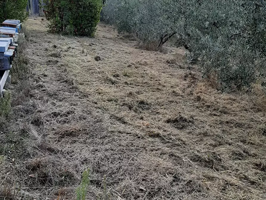 Immagine 9 di Terreno agricolo in vendita  a Casciana Terme Lari