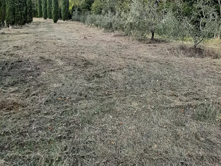 Immagine 10 di Terreno agricolo in vendita  a Casciana Terme Lari