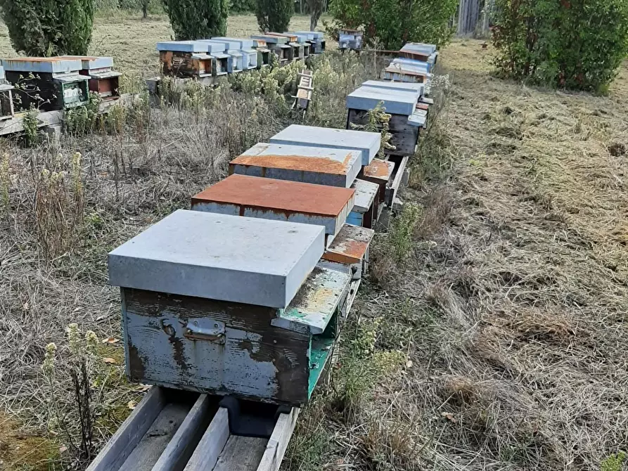 Immagine 8 di Terreno agricolo in vendita  a Casciana Terme Lari