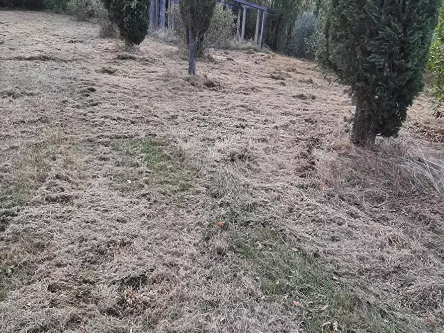 Immagine 7 di Terreno agricolo in vendita  a Casciana Terme Lari