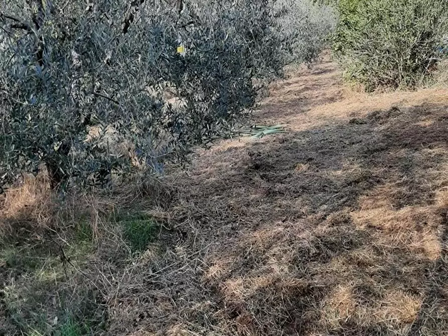 Immagine 2 di Terreno agricolo in vendita  a Casciana Terme Lari