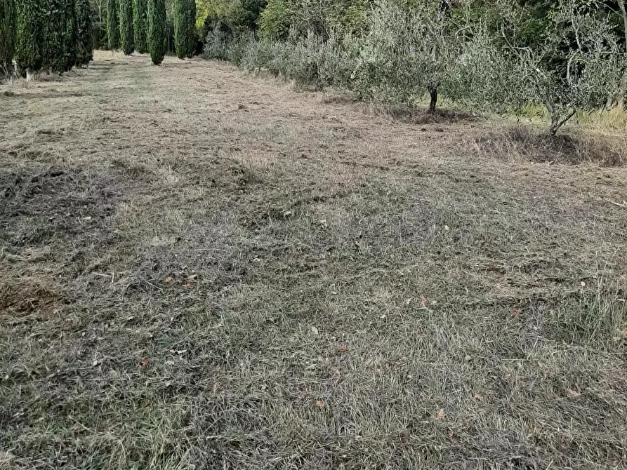 Immagine 1 di Terreno agricolo in vendita  a Casciana Terme Lari