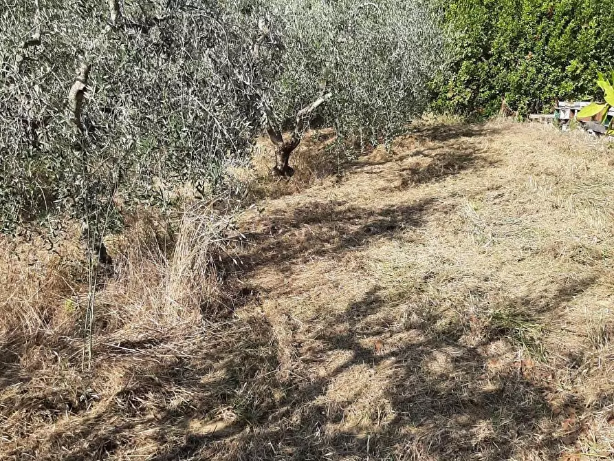 Immagine 3 di Terreno agricolo in vendita  a Casciana Terme Lari