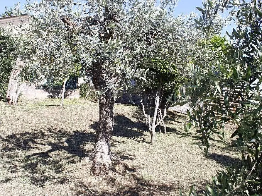 Immagine 20 di Appartamento in vendita  a Rosignano Marittimo