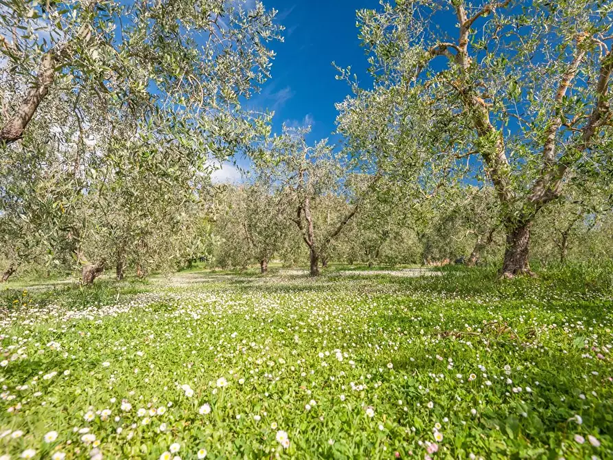 Immagine 24 di Villa in vendita  a San Miniato