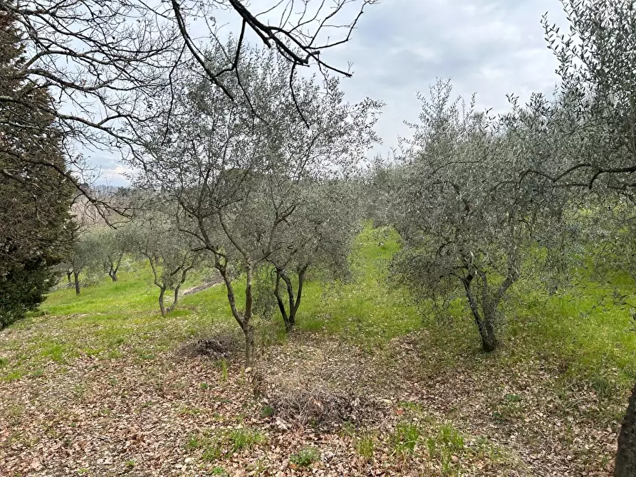 Immagine 7 di Terreno agricolo in vendita  a Empoli