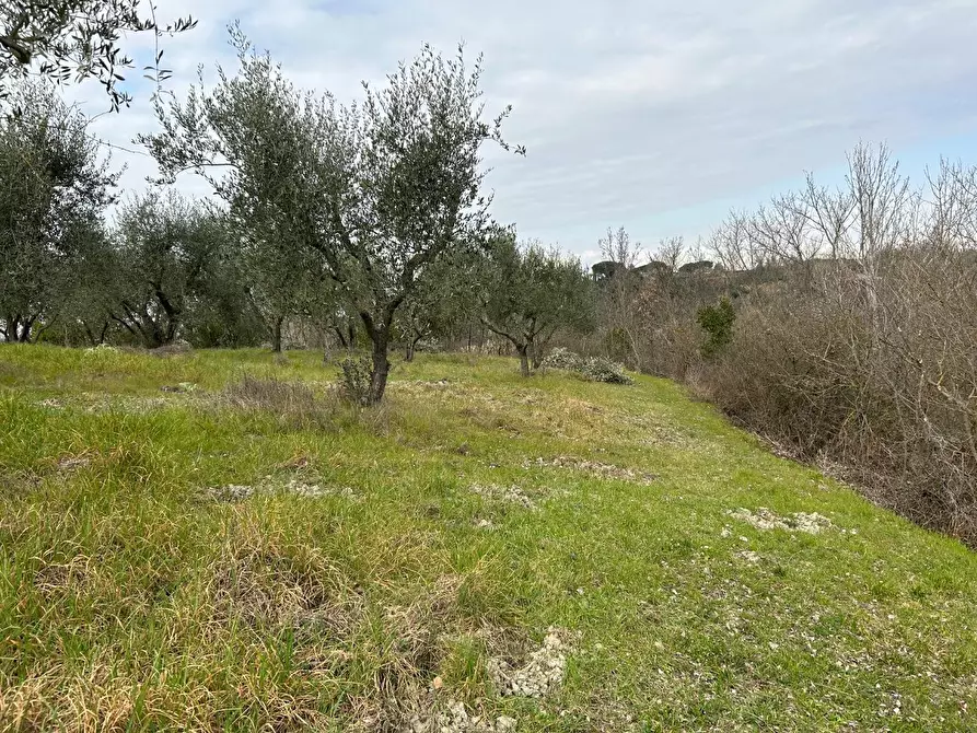 Immagine 2 di Terreno agricolo in vendita  a Empoli