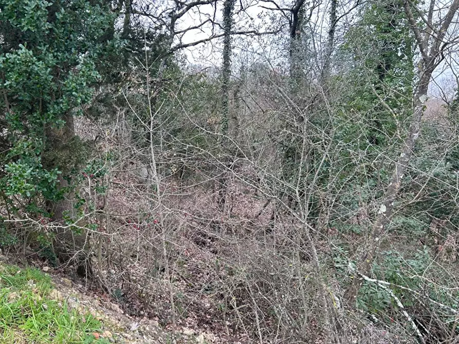 Immagine 9 di Terreno agricolo in vendita  a Empoli