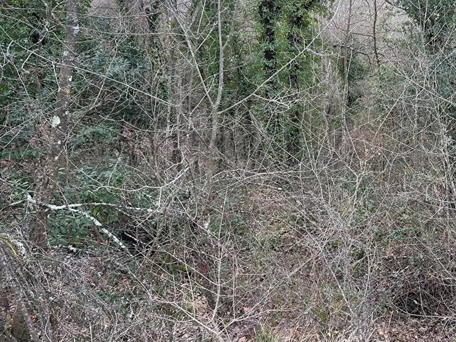 Immagine 8 di Terreno agricolo in vendita  a Empoli