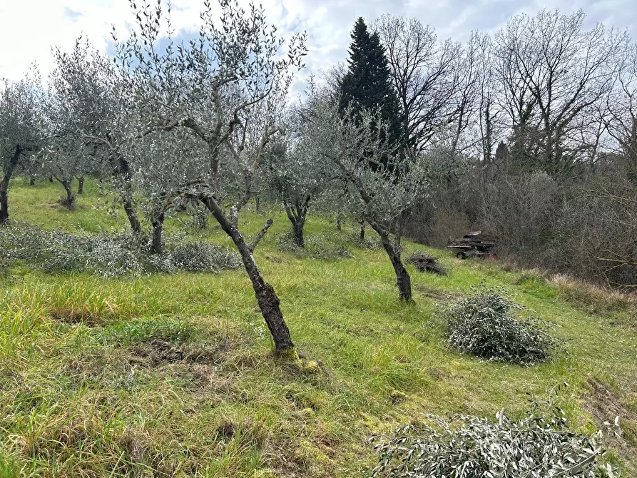 Immagine 4 di Terreno agricolo in vendita  a Empoli