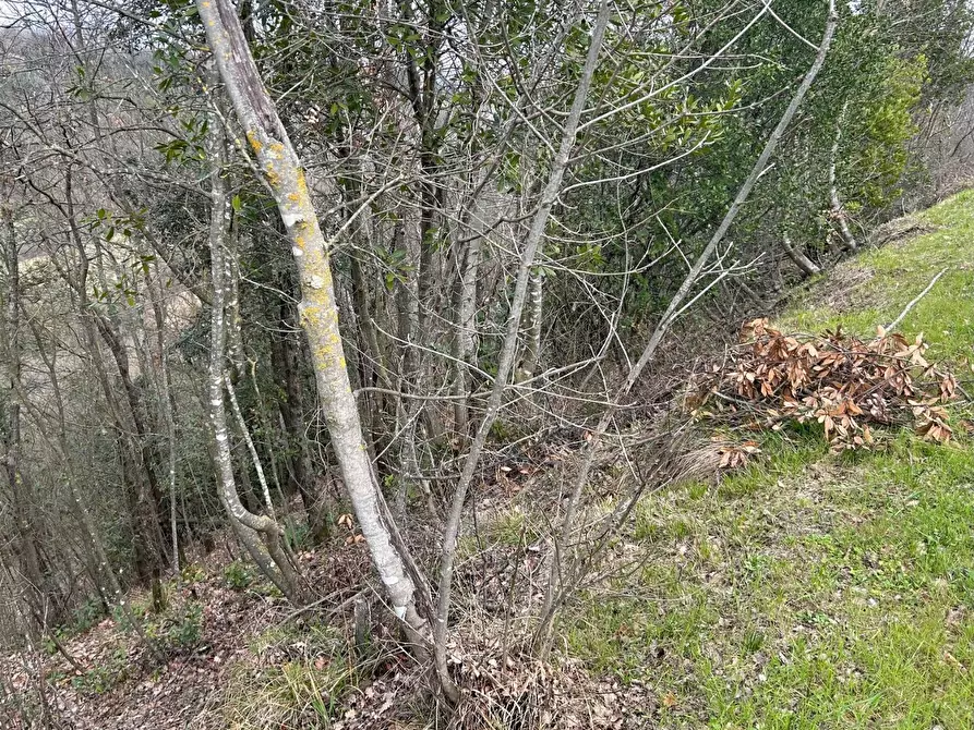 Immagine 10 di Terreno agricolo in vendita  a Empoli