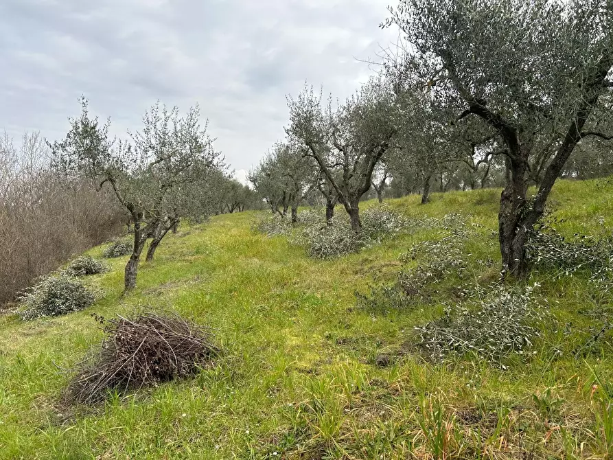 Immagine 5 di Terreno agricolo in vendita  a Empoli