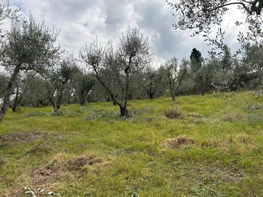 Immagine 3 di Terreno agricolo in vendita  a Empoli