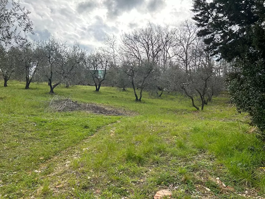Immagine 6 di Terreno agricolo in vendita  a Empoli