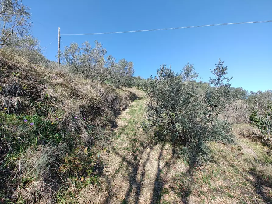 Immagine 29 di Rustico / casale in vendita  a Chianni