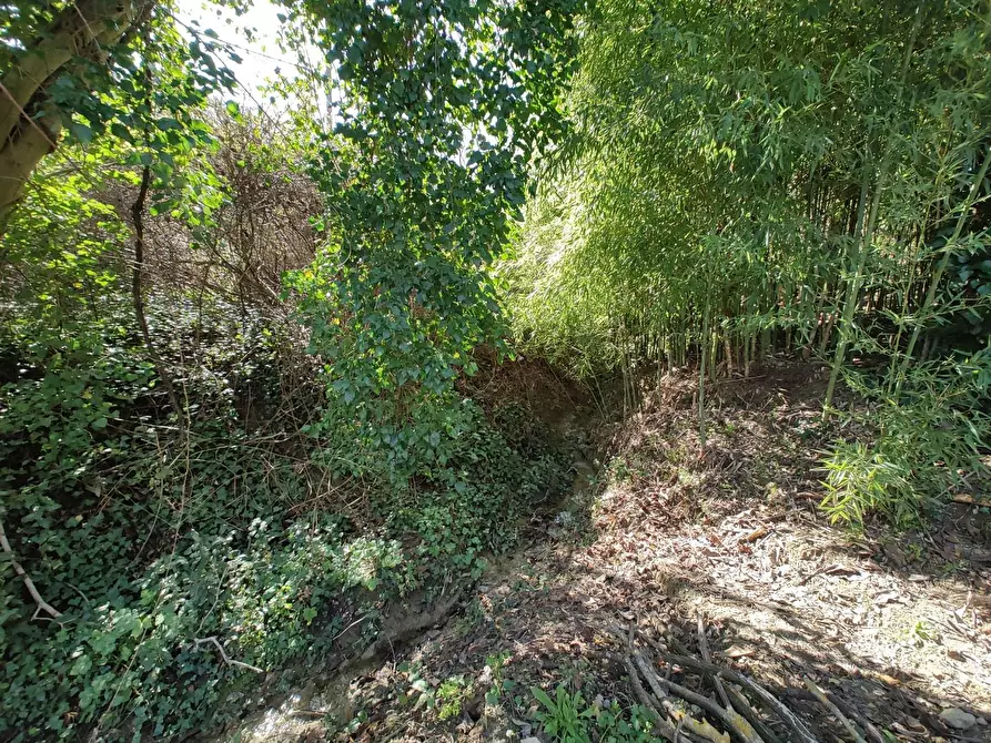 Immagine 33 di Rustico / casale in vendita  a Chianni