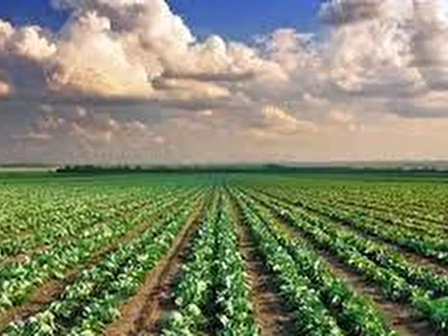 Immagine 1 di Terreno agricolo in vendita  a Vicopisano