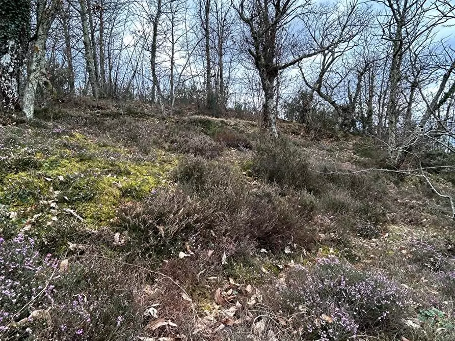 Immagine 58 di Casa indipendente in vendita  a Fosdinovo