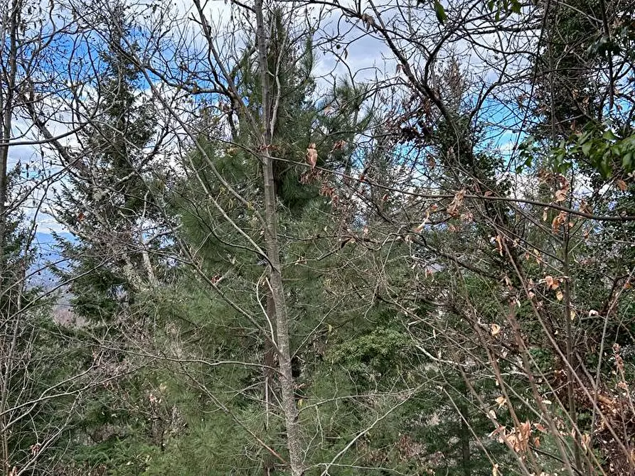 Immagine 66 di Casa indipendente in vendita  a Fosdinovo