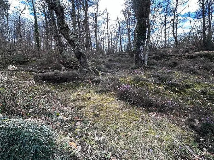 Immagine 23 di Casa indipendente in vendita  a Fosdinovo
