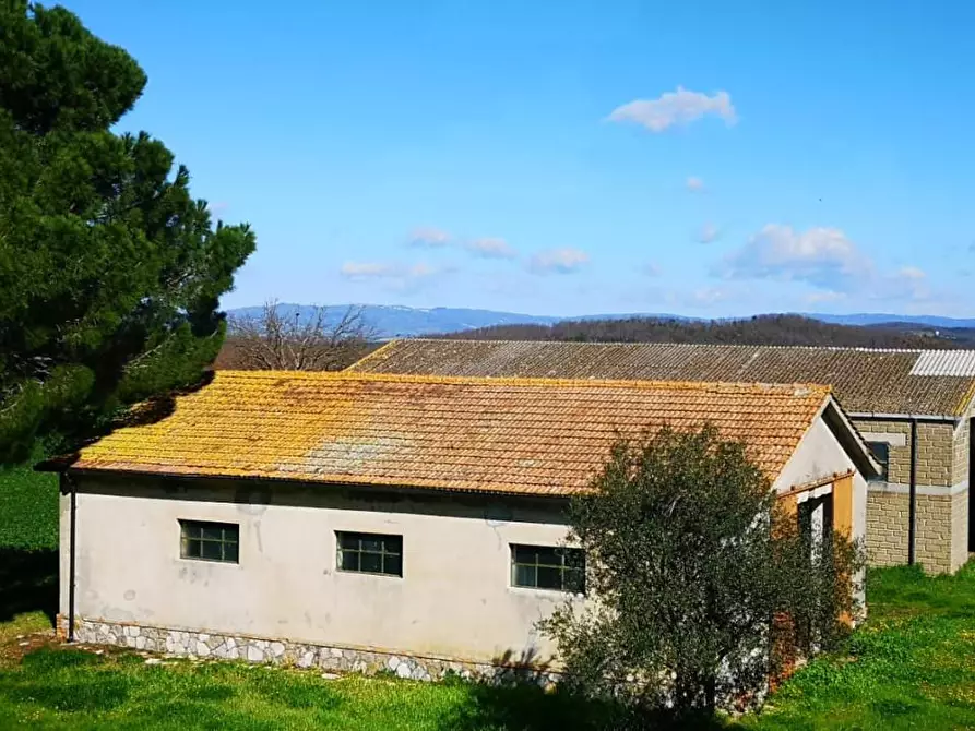 Immagine 10 di Terreno agricolo in vendita  a Capalbio