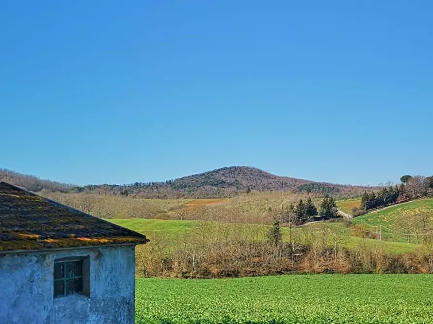 Immagine 5 di Terreno agricolo in vendita  a Capalbio