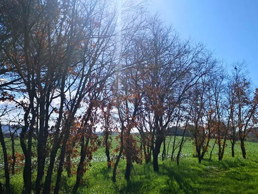 Immagine 7 di Terreno agricolo in vendita  a Capalbio