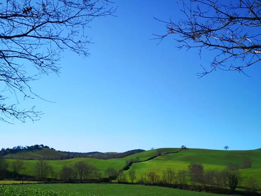 Immagine 2 di Terreno agricolo in vendita  a Capalbio