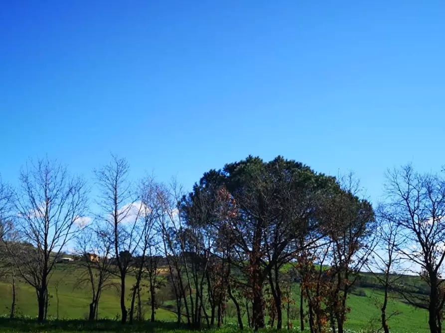Immagine 3 di Terreno agricolo in vendita  a Capalbio
