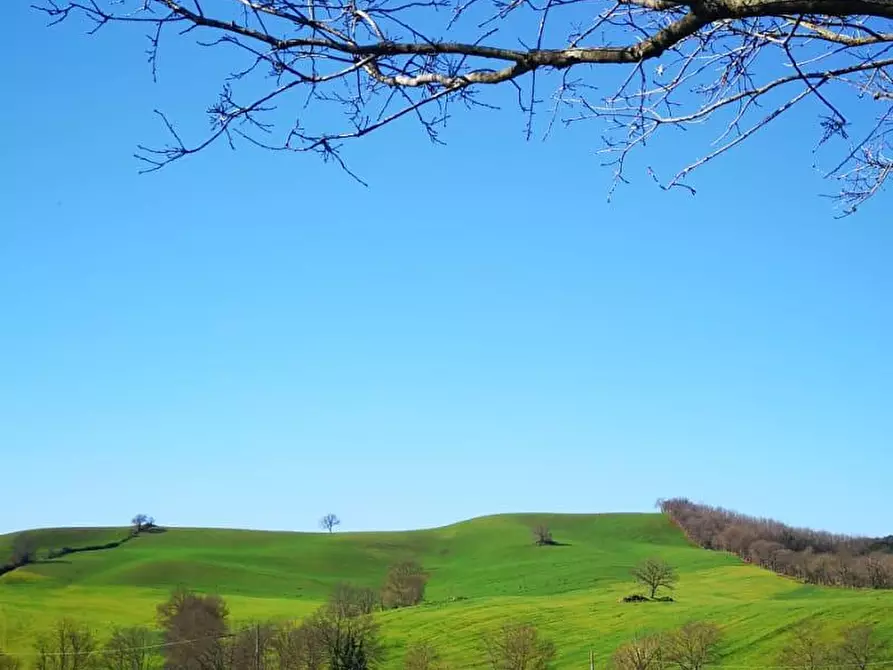 Immagine 6 di Terreno agricolo in vendita  a Capalbio