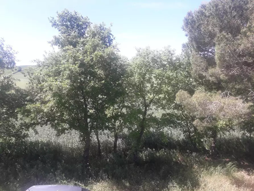 Immagine 12 di Terreno agricolo in vendita  a Capalbio