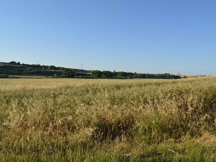 Immagine 2 di Terreno agricolo in vendita  a Montalto Di Castro
