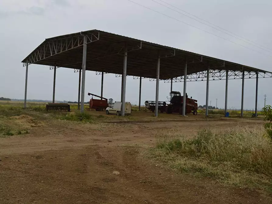 Immagine 4 di Terreno agricolo in vendita  a Montalto Di Castro