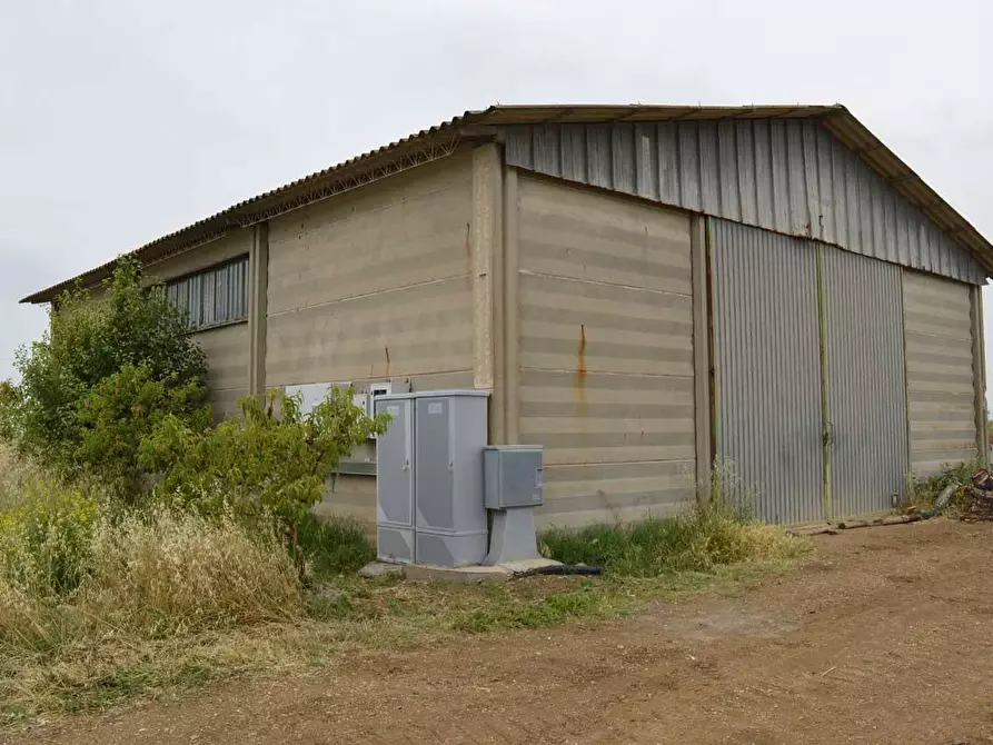 Immagine 5 di Terreno agricolo in vendita  a Montalto Di Castro