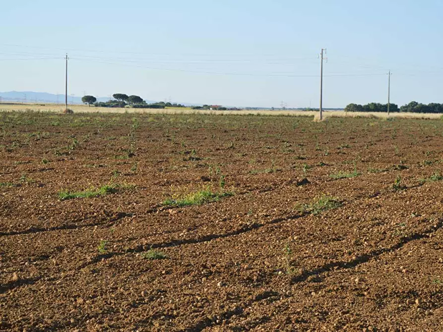 Immagine 3 di Terreno agricolo in vendita  a Montalto Di Castro