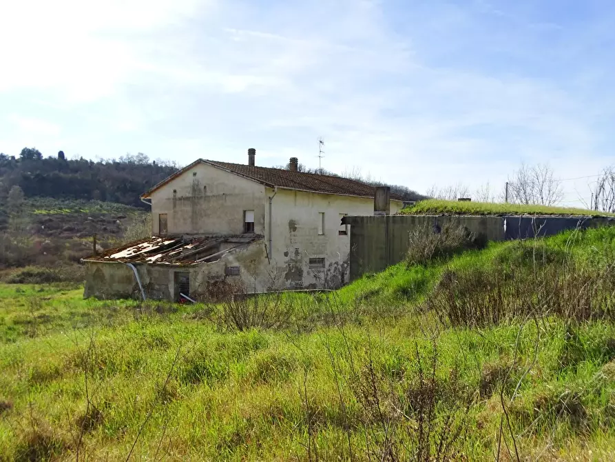 Immagine 26 di Azienda agricola in vendita  a San Miniato