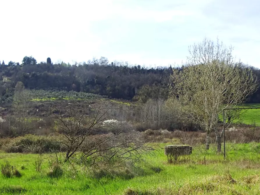 Immagine 4 di Azienda agricola in vendita  a San Miniato
