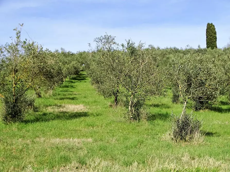 Immagine 2 di Azienda agricola in vendita  a San Miniato