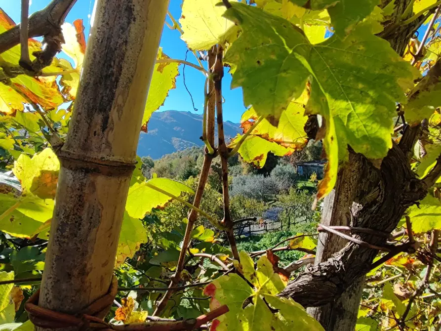Immagine 53 di Azienda agricola in vendita  a Pontremoli