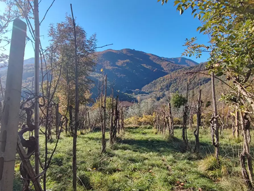 Immagine 15 di Azienda agricola in vendita  a Pontremoli